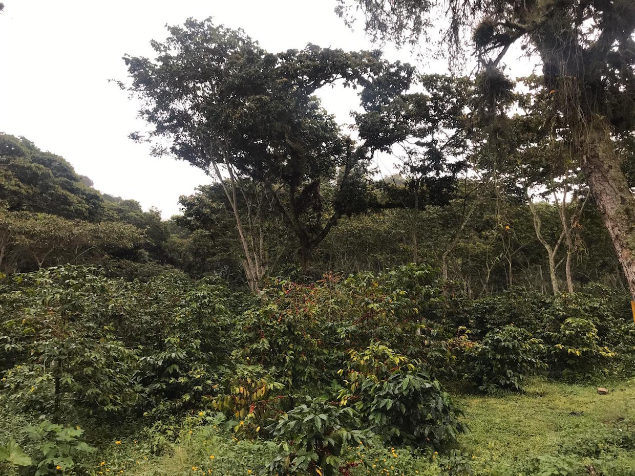 μηχανή καφέ coffee machine